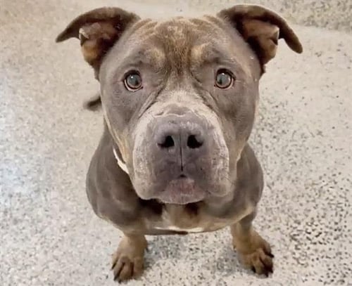 ISLA - American Staffordshire Terrier available for adoption