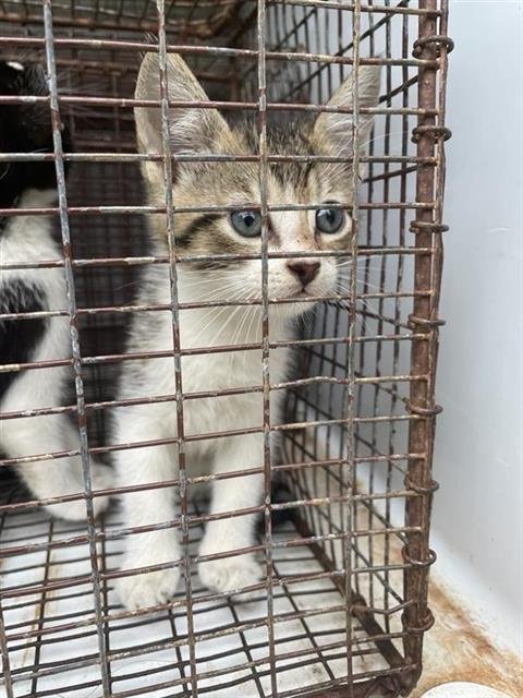 A657868 - Domestic Short Hair available for adoption