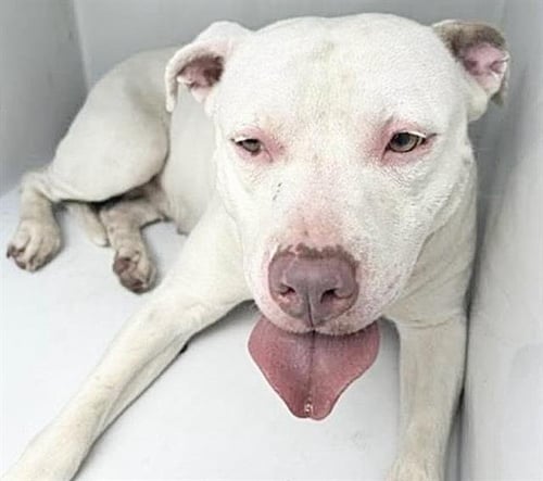 A661449 - American Pit Bull Terrier available for adoption