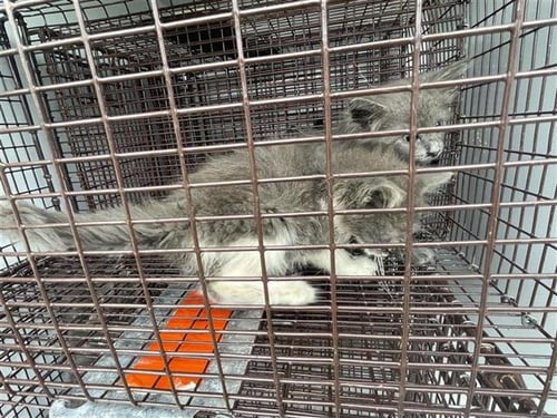 A656777 - Domestic Short Hair available for adoption
