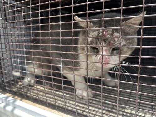 A658452 - Domestic Medium Hair available for adoption