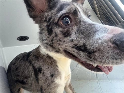BLUE - Catahoula Leopard Dog available for adoption