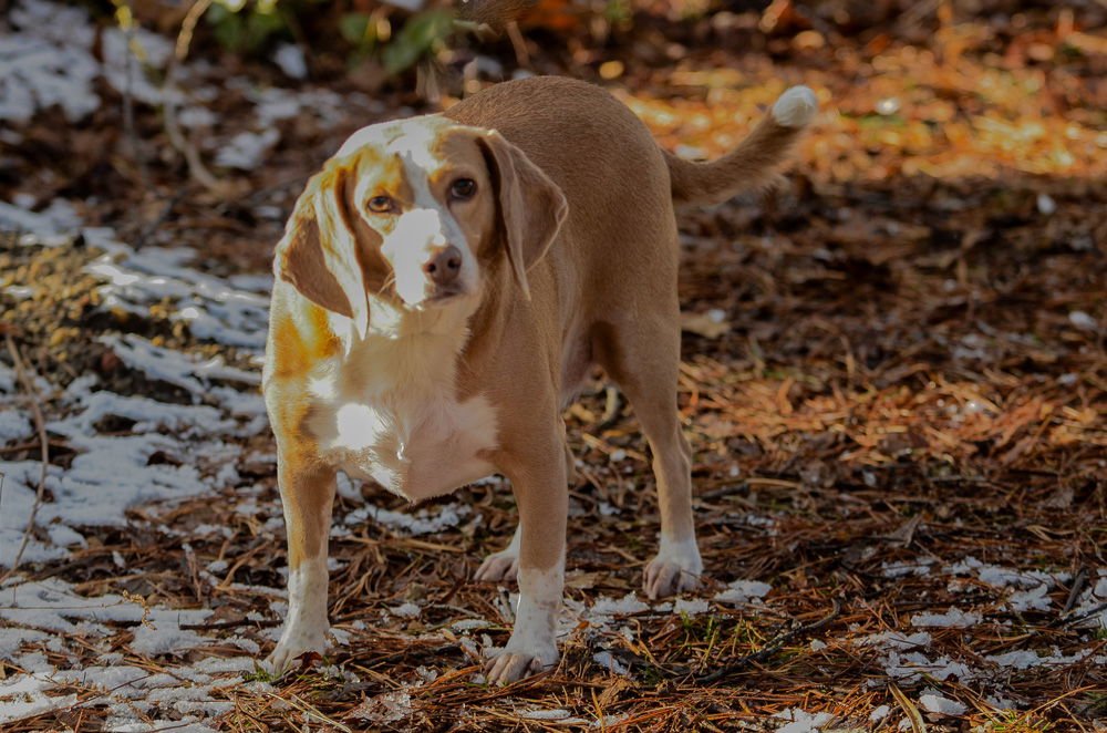 BILLY BOB-PENDING - Beagle available for adoption