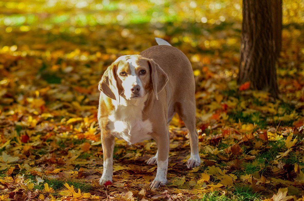 BILLY BOB-PENDING - Beagle available for adoption