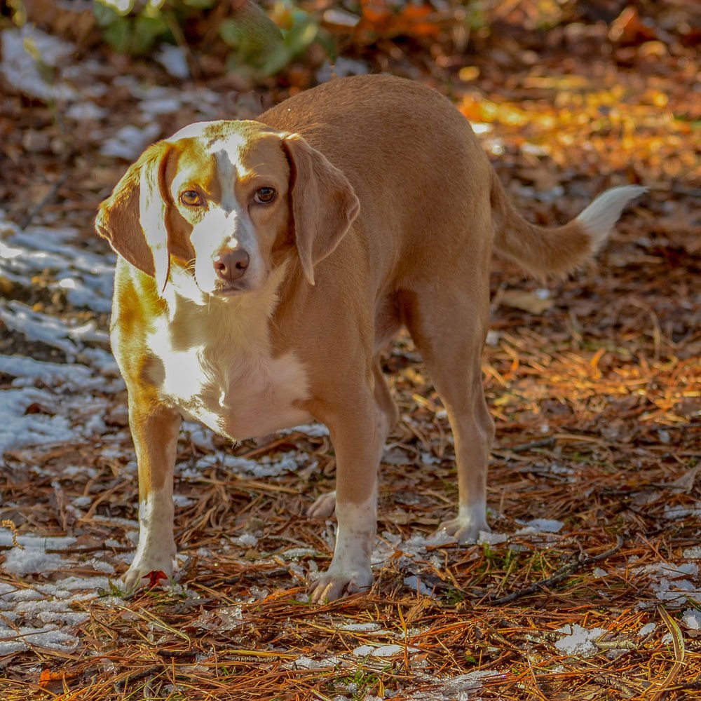 Billy Bob-pending - Photo 3