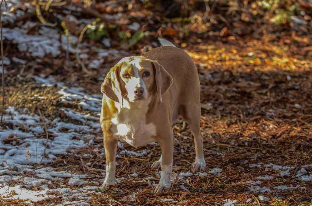 Billy Bob-pending - Photo 4