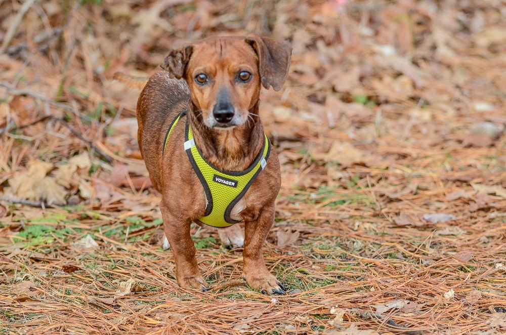 GUS *BONDED PAIR* - Dachshund available for adoption