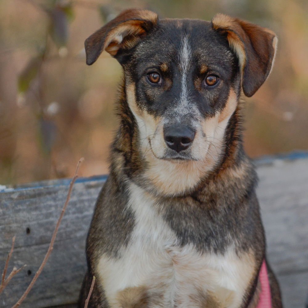 PUGSLEY - Hound / Australian Cattle Dog/Blue Heeler available for adoption