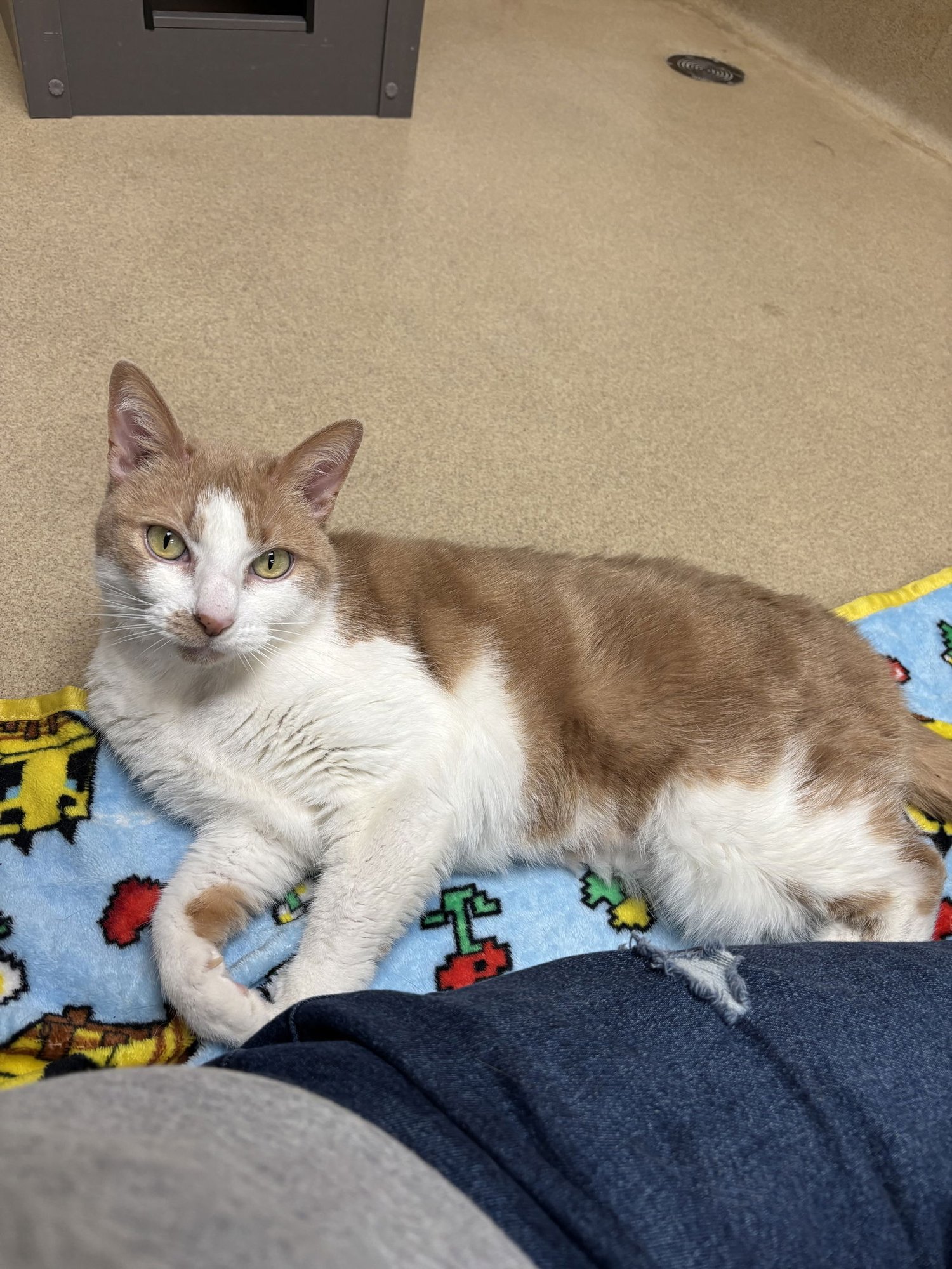 SUMMER - Domestic Short Hair available for adoption