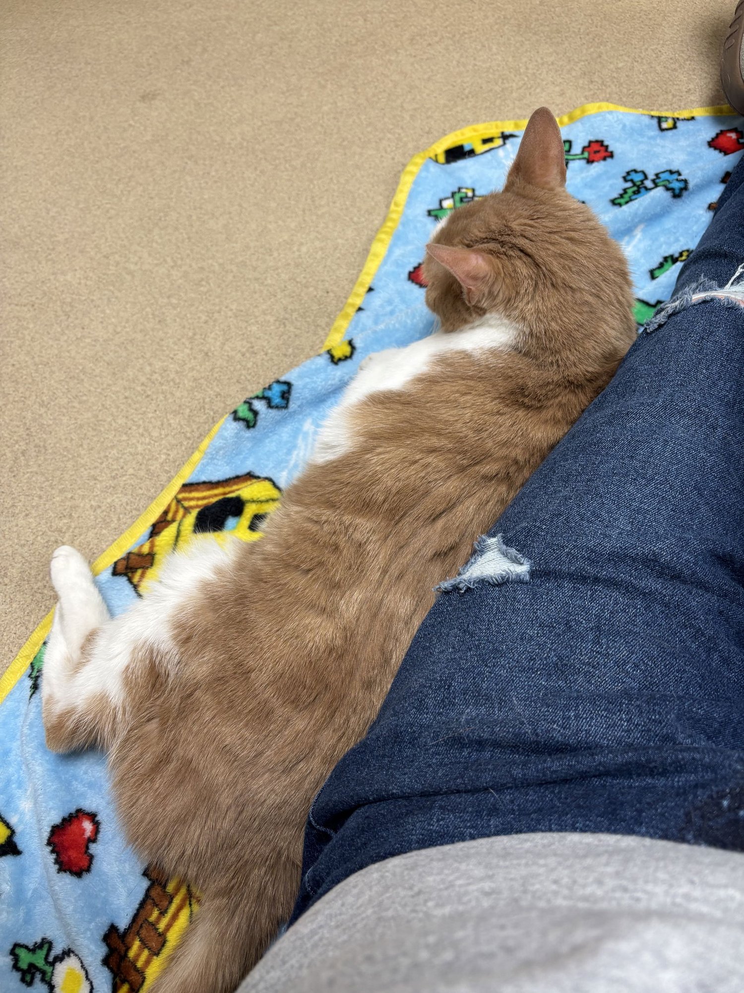 SUMMER - Domestic Short Hair available for adoption