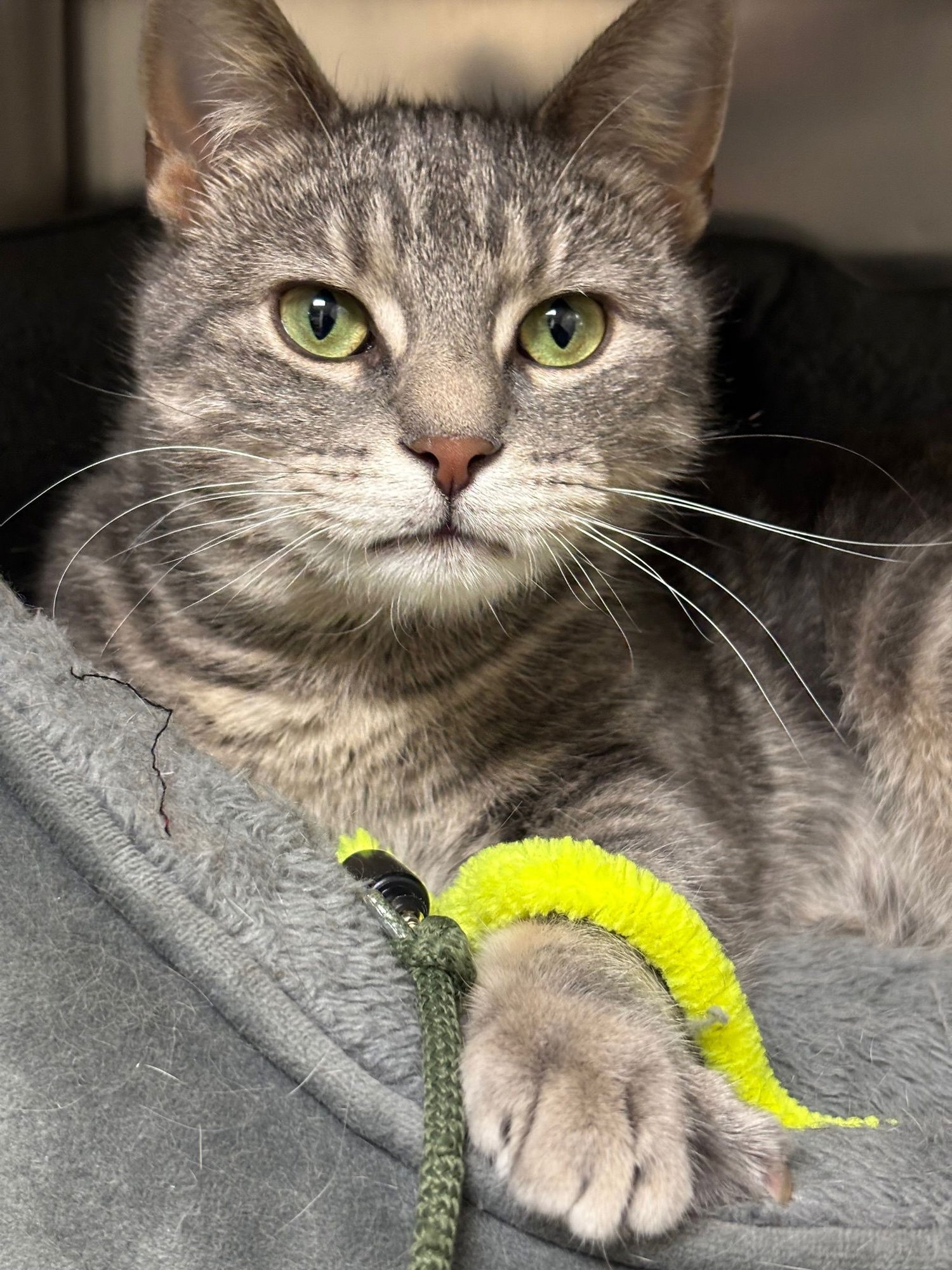 BELLA - Domestic Short Hair available for adoption