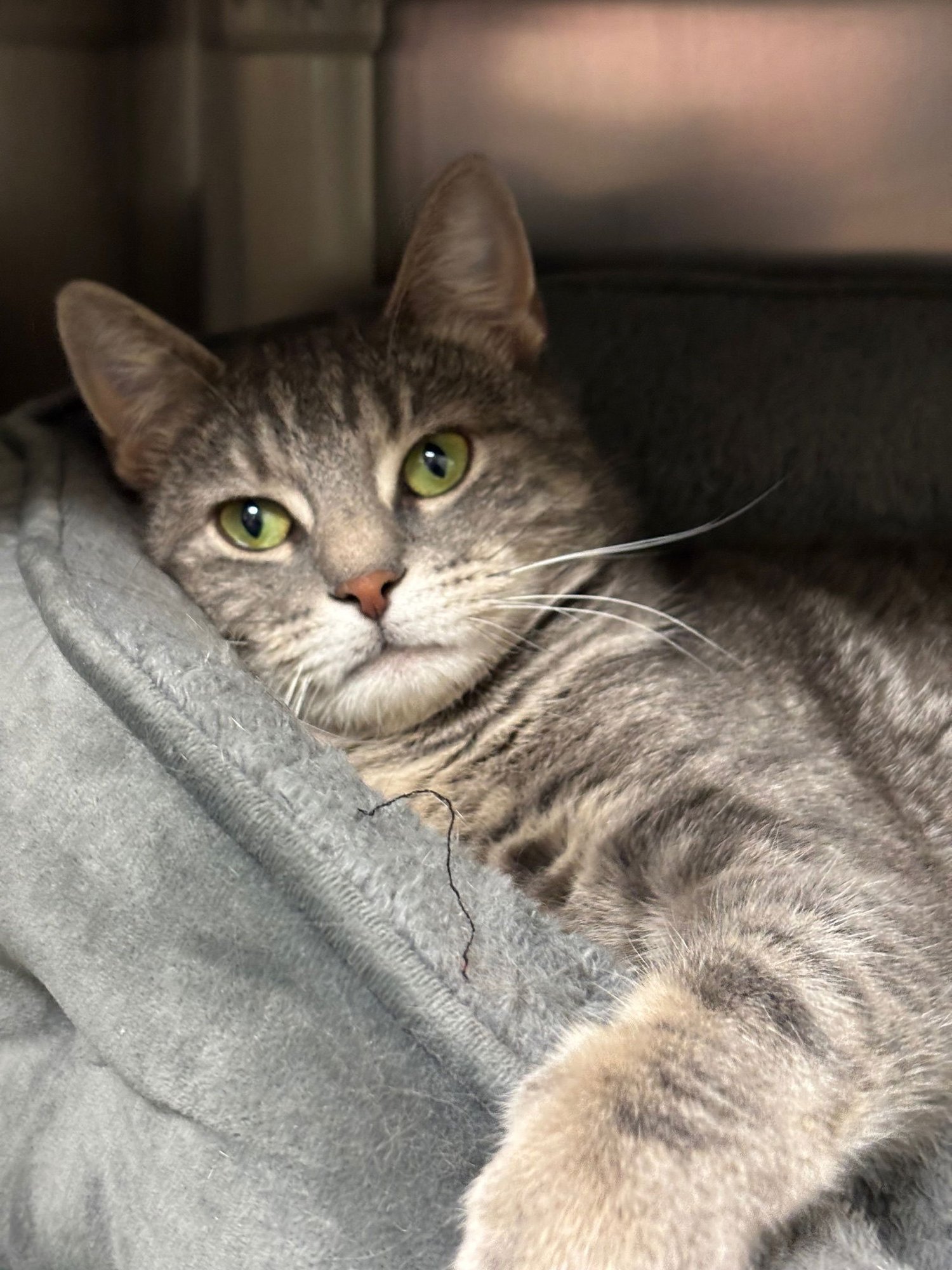 BELLA - Domestic Short Hair available for adoption