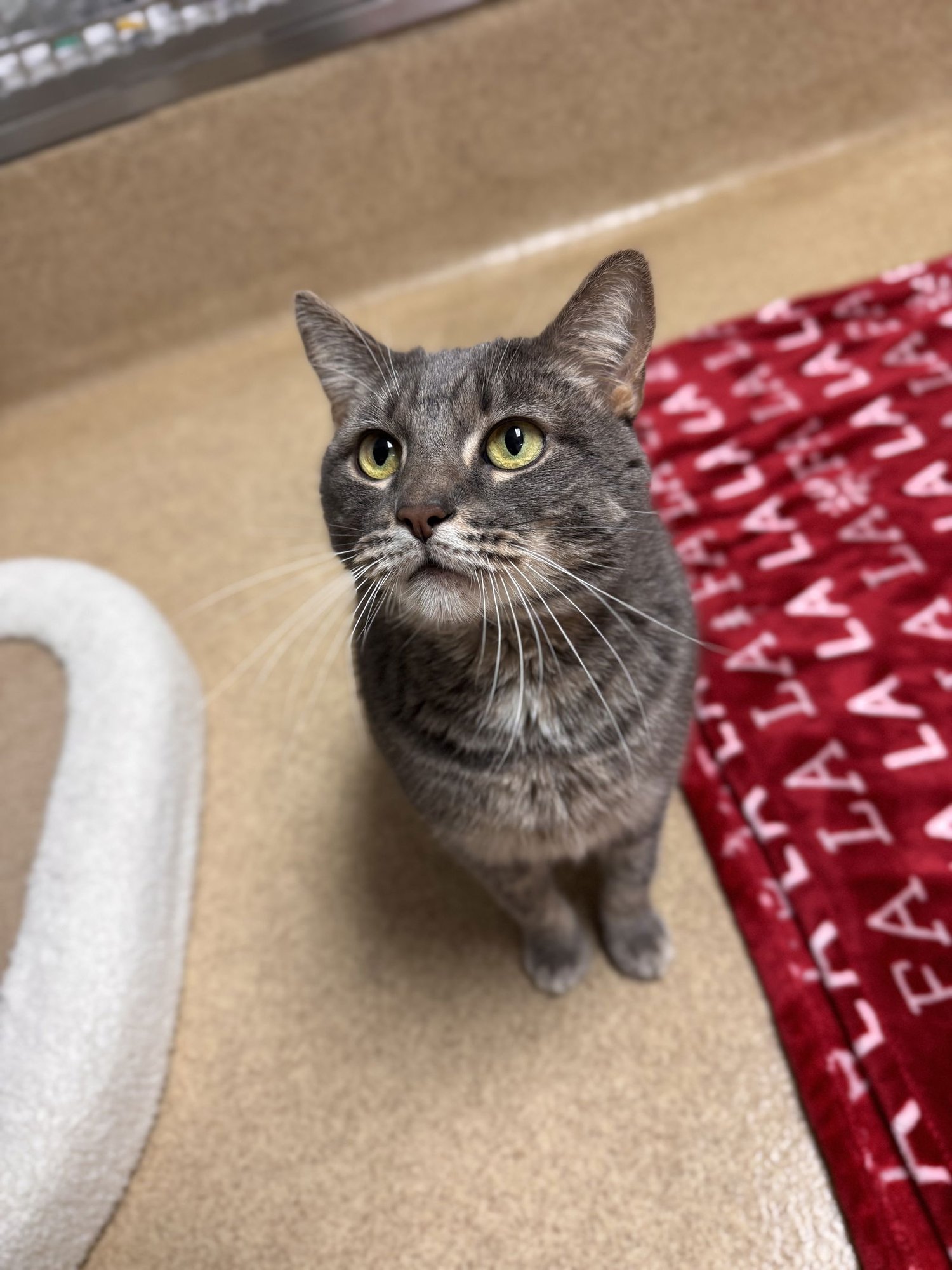 MR. SARGE-PENDING - Domestic Short Hair available for adoption