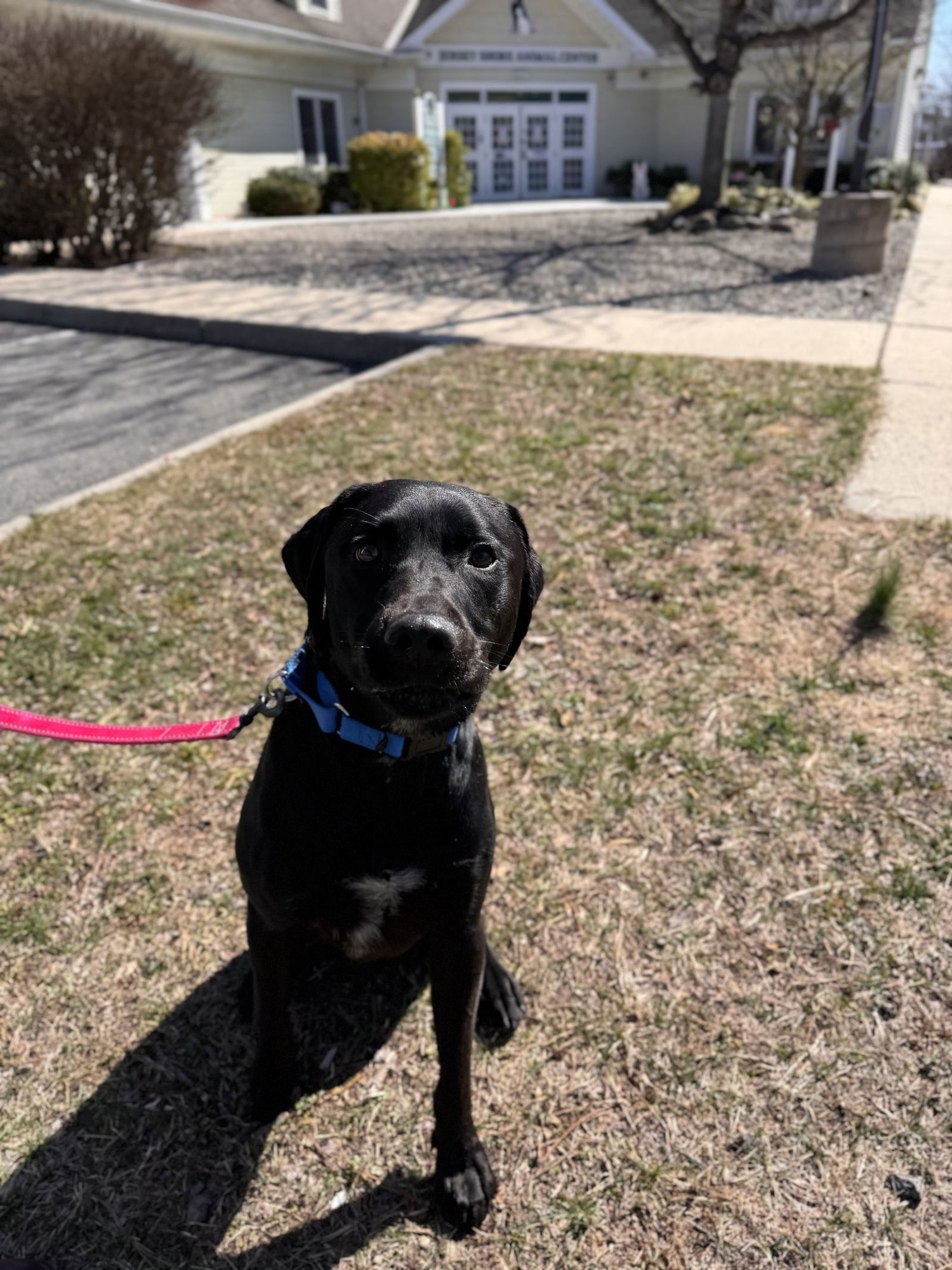 RANGER - Labrador Retriever available for adoption