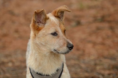 POOH BEAR - Cattle Dog available for adoption