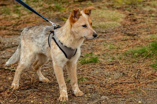 POOH BEAR - Cattle Dog available for adoption