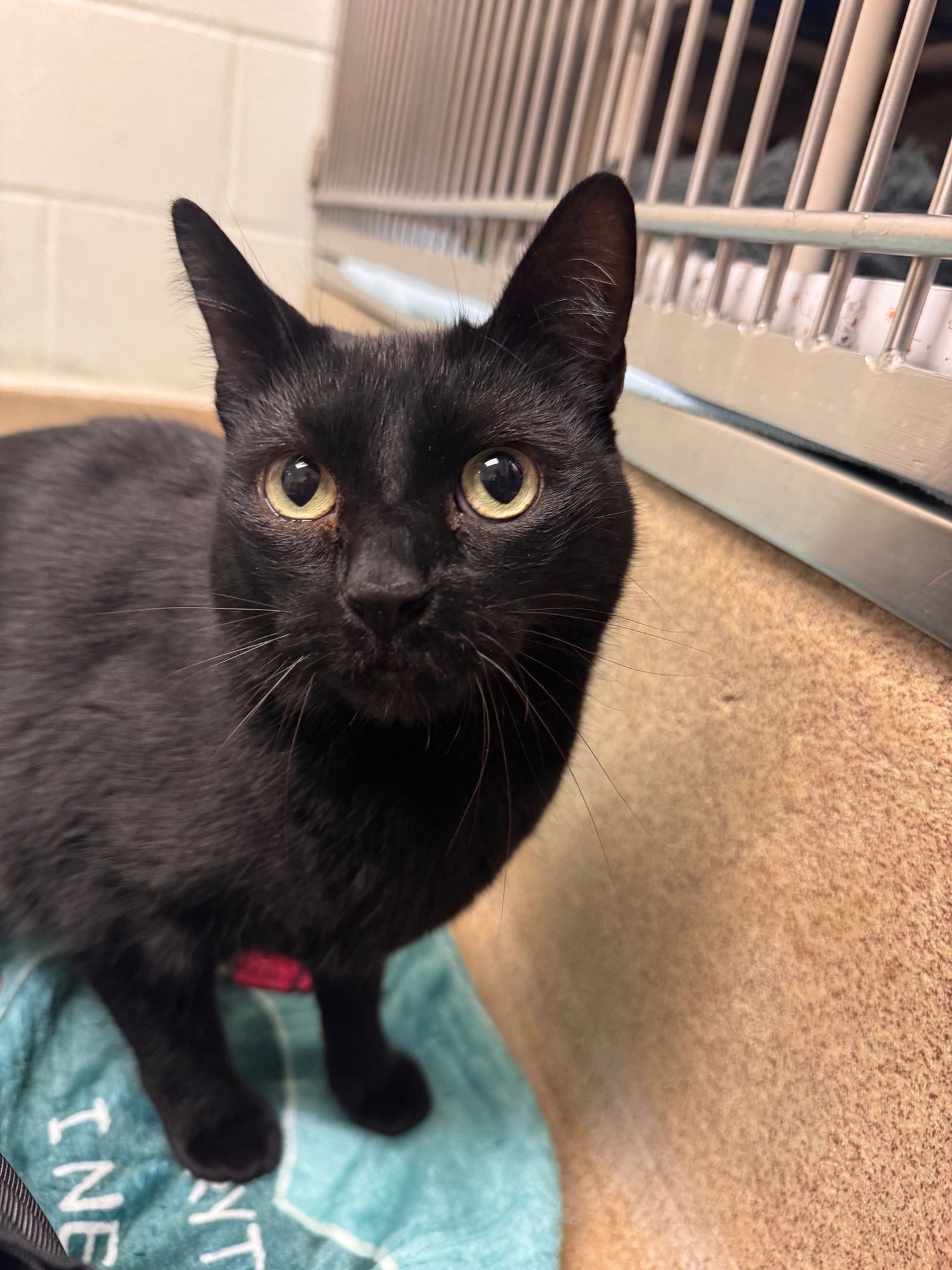 SALEM -*BONDED PAIR* - Domestic Short Hair available for adoption