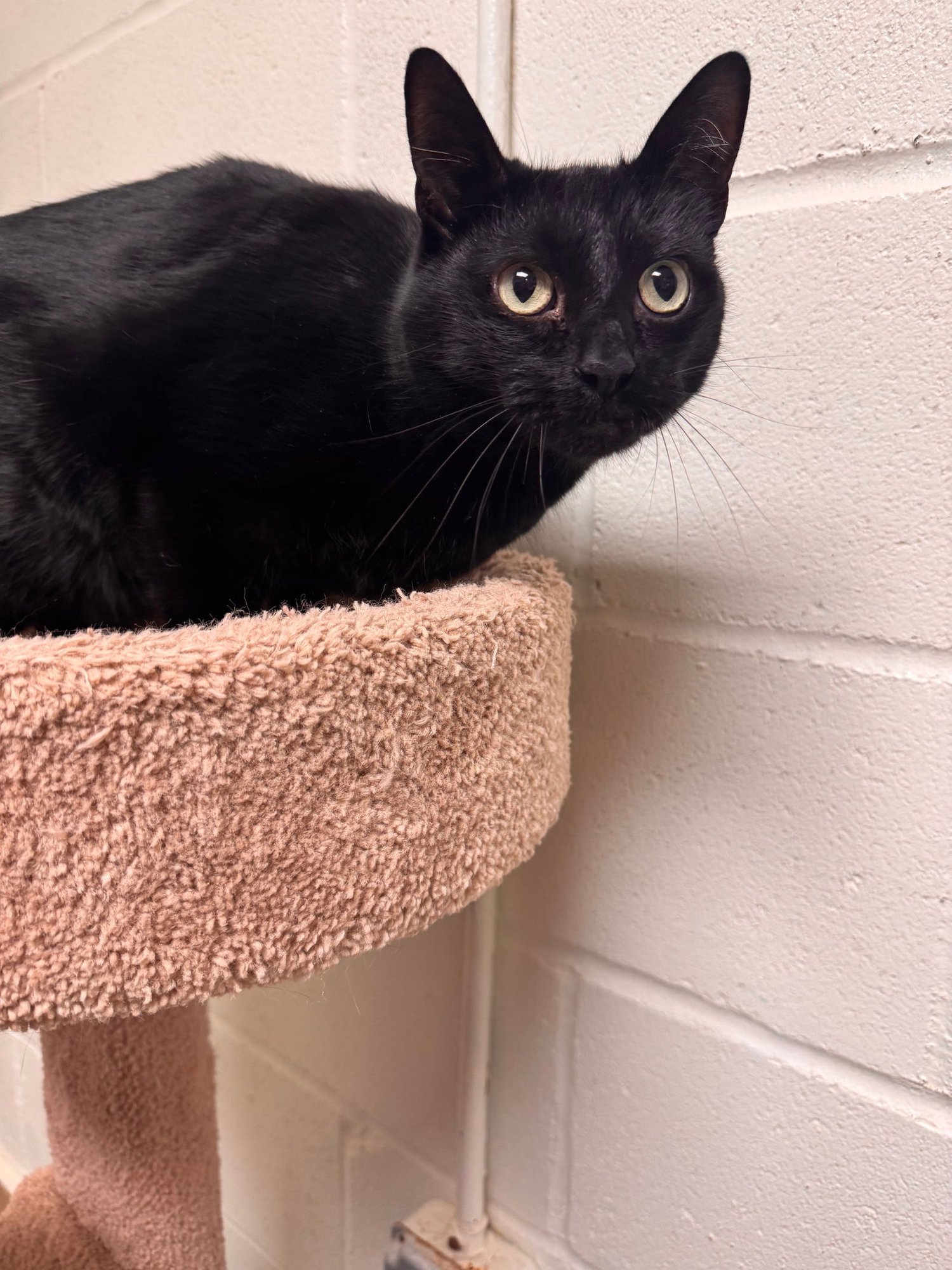 Salem -*bonded pair* - Photo 3