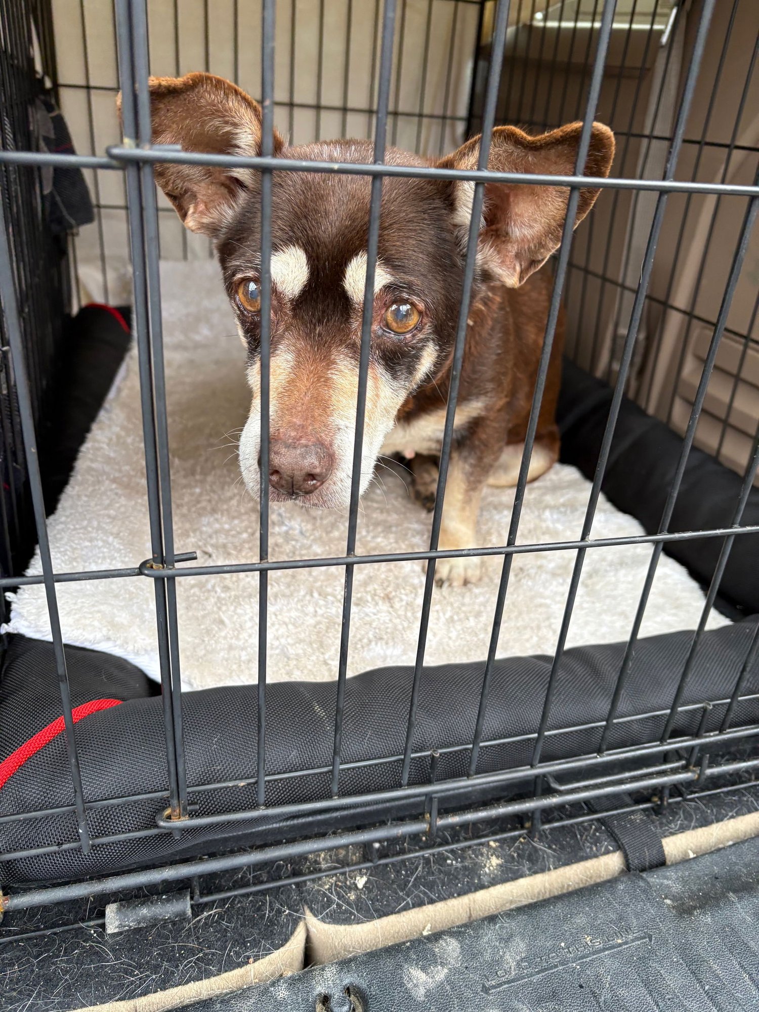 SMOKEY*BONDED PAIR* - Corgi / Dachshund available for adoption