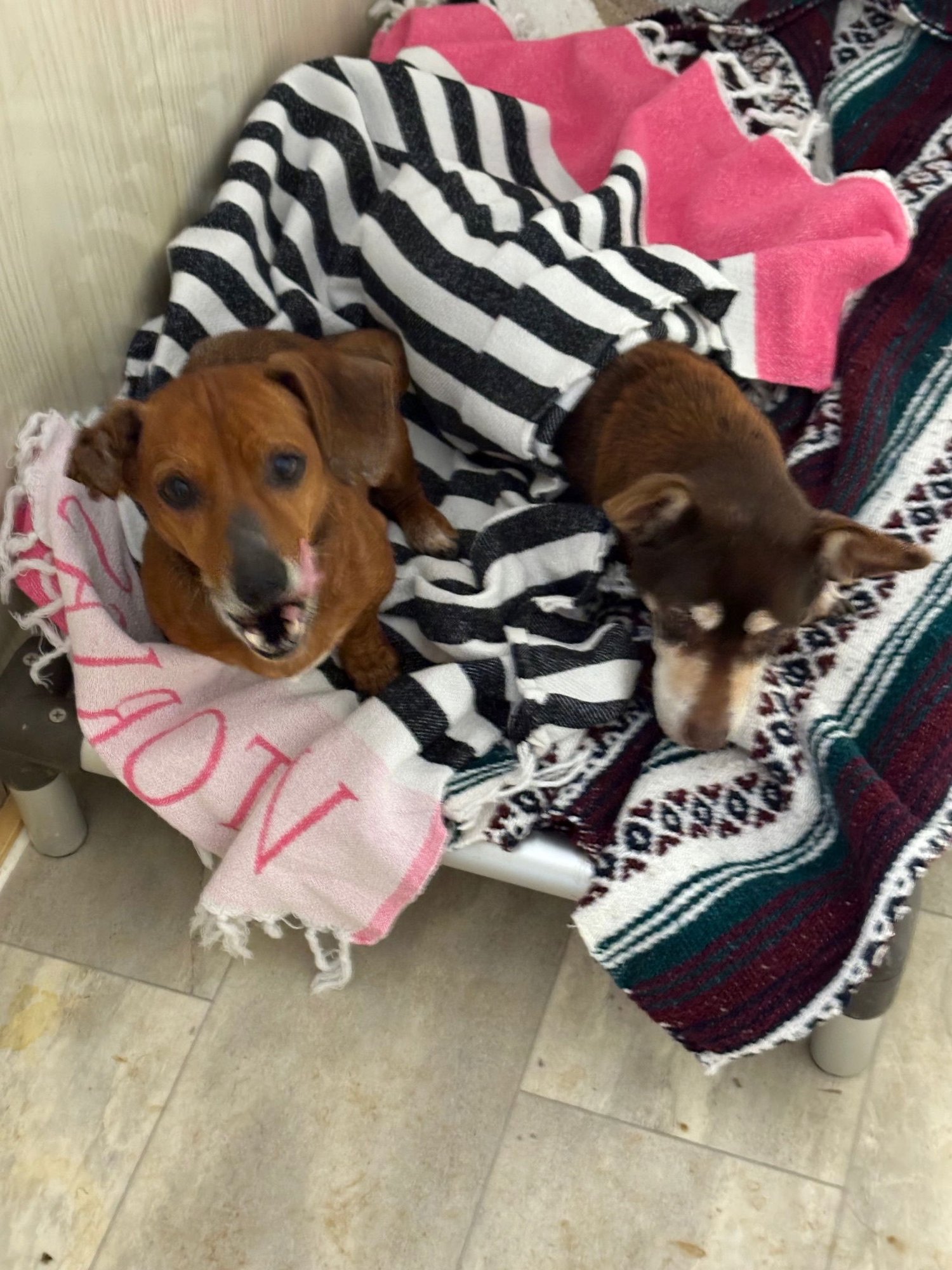 SMOKEY*BONDED PAIR* - Corgi / Dachshund available for adoption