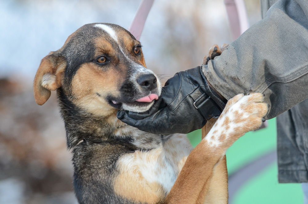 EDIN - Hound / Australian Cattle Dog/Blue Heeler available for adoption
