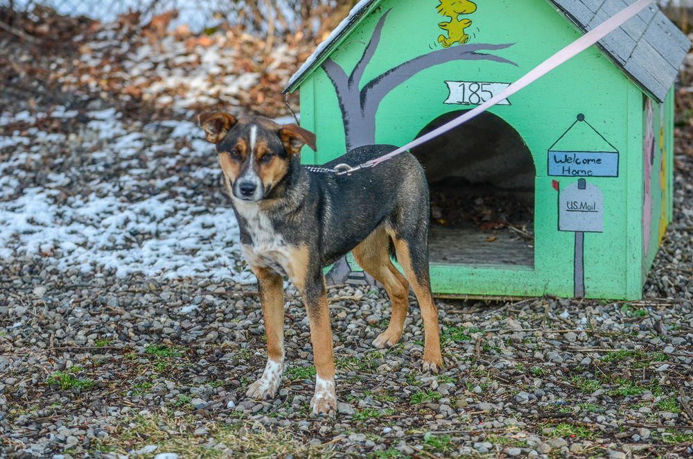 EDIN - Hound / Australian Cattle Dog/Blue Heeler available for adoption