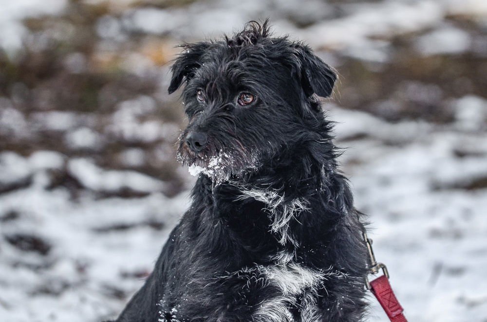 DELILAH - Terrier available for adoption