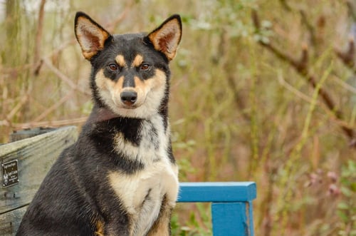 GARLAND - Shiba Inu available for adoption