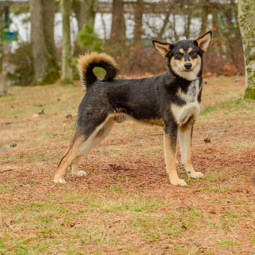 GARLAND - Shiba Inu available for adoption