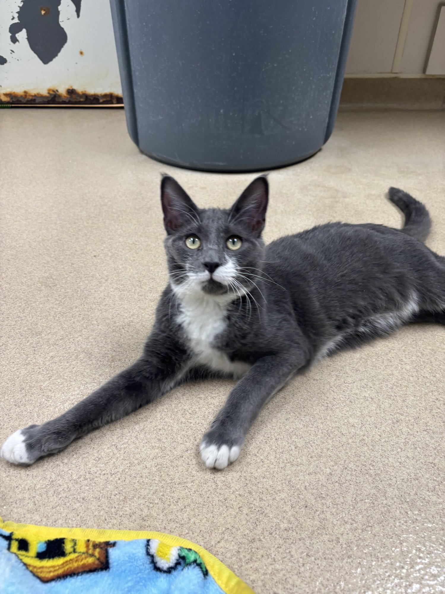 HERBIE - Domestic Short Hair available for adoption