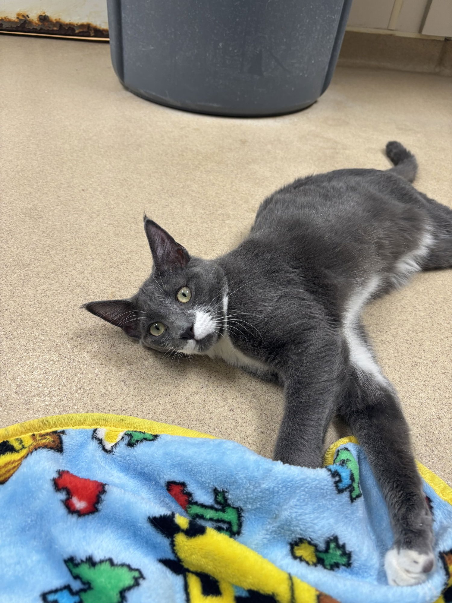 HERBIE - Domestic Short Hair available for adoption