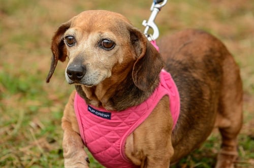 DORIS - Dachshund available for adoption