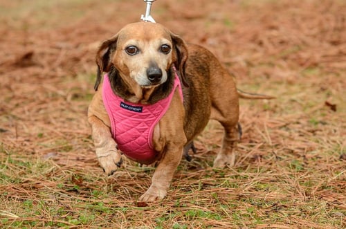 DORIS - Dachshund available for adoption