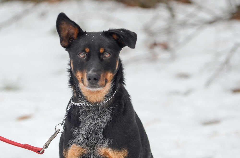 PHOENIX - Cattle Dog / Doberman Pinscher available for adoption