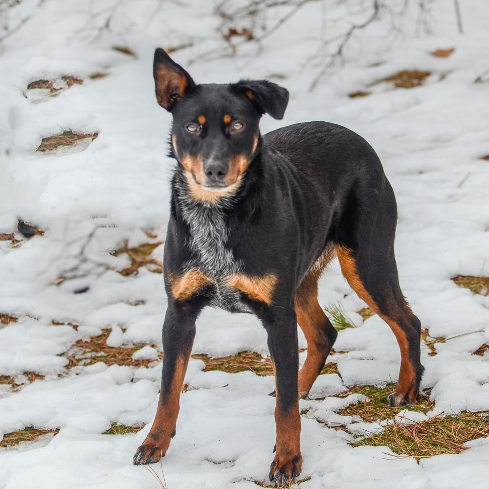 PHOENIX - Cattle Dog / Doberman Pinscher available for adoption