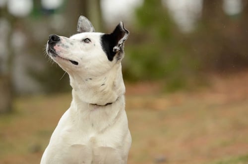 MONTY - Cattle Dog available for adoption