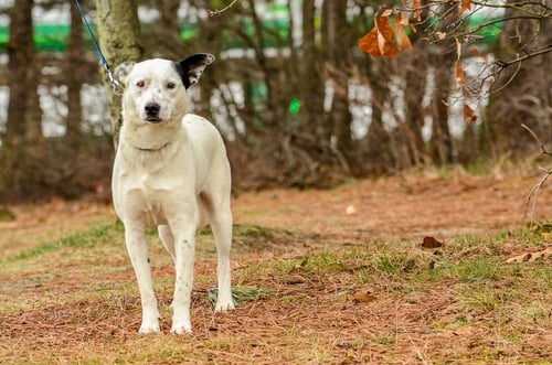 MONTY - Cattle Dog available for adoption