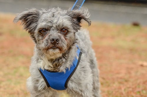 TEDDY - Terrier available for adoption