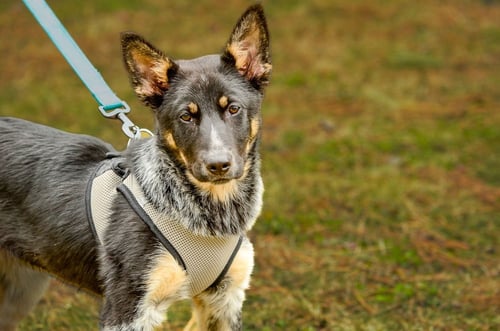 HONEY - Cattle Dog available for adoption
