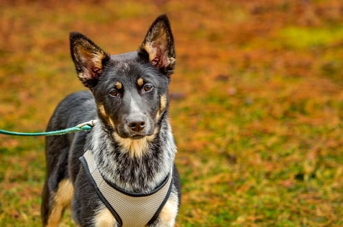 HONEY - Cattle Dog available for adoption