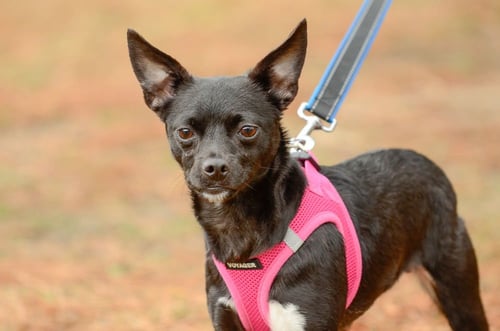 LILITH - Chihuahua available for adoption
