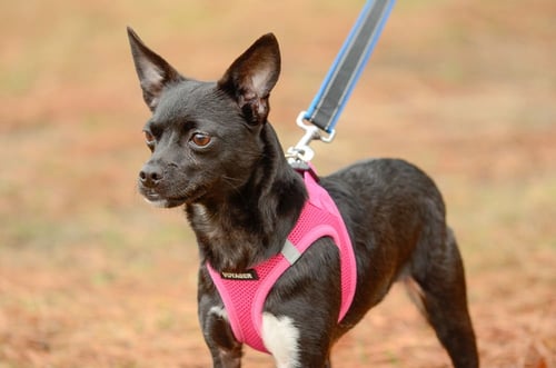 LILITH - Chihuahua available for adoption