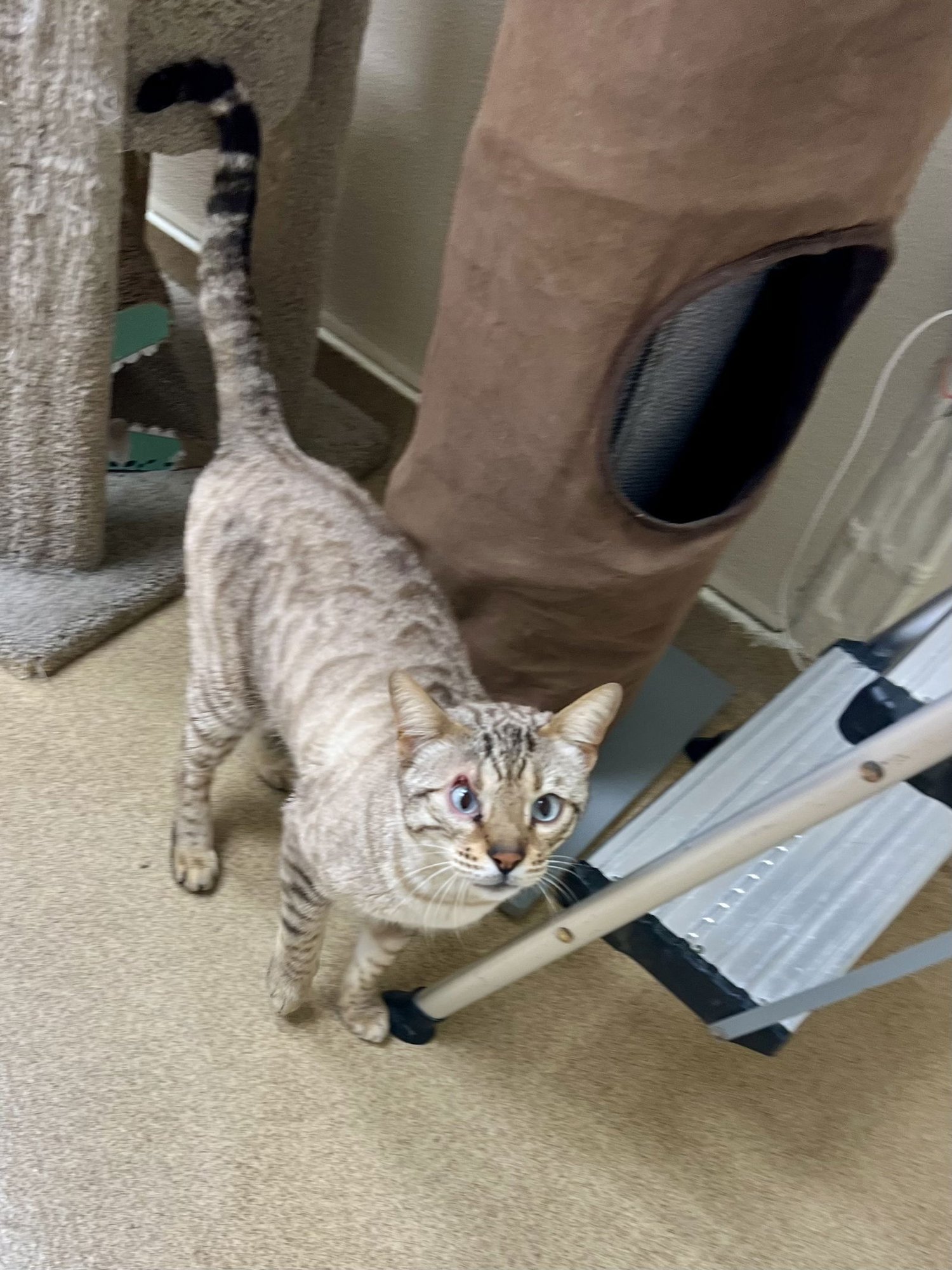 JAX - Bengal available for adoption