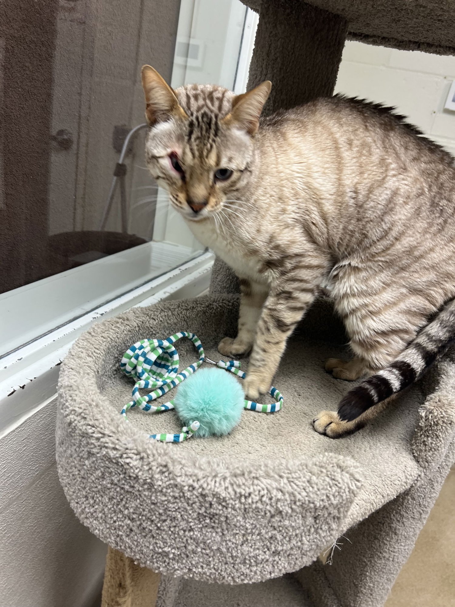 JAX - Bengal available for adoption