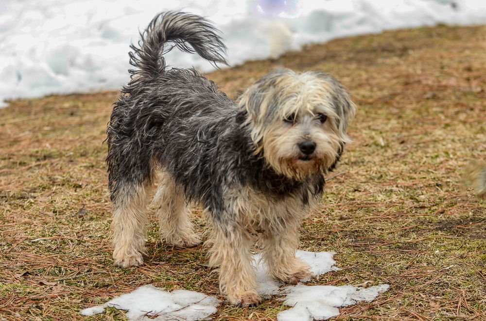 BO-PENDING - Terrier available for adoption