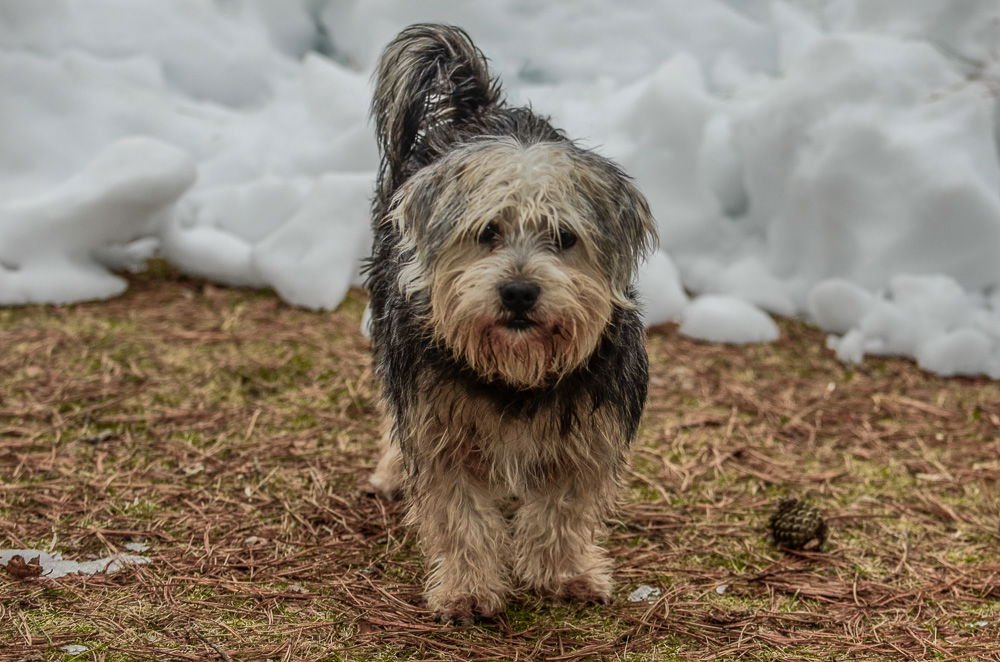 Bo-pending - Photo 3