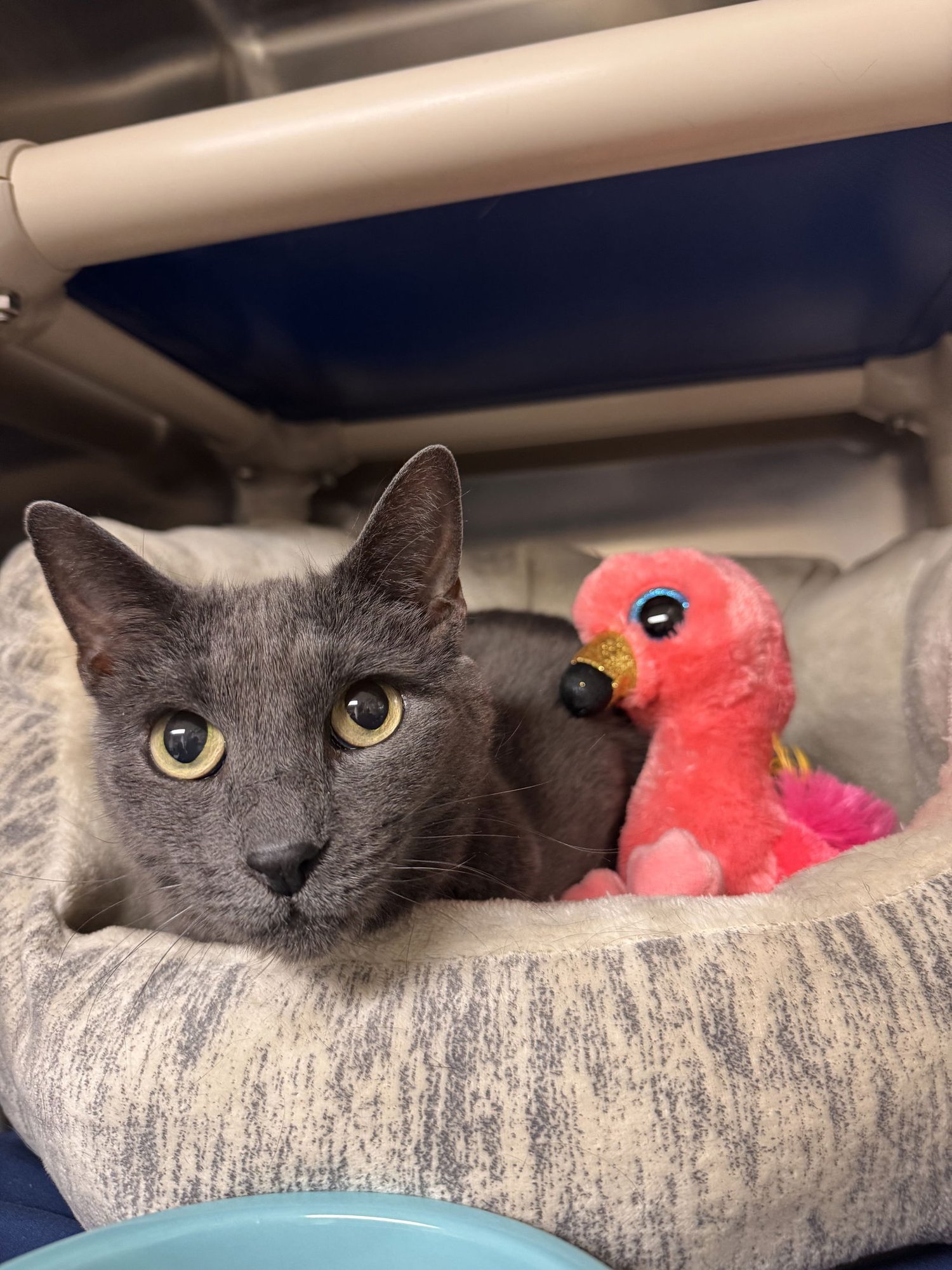 LITTLE CAT - Domestic Short Hair available for adoption