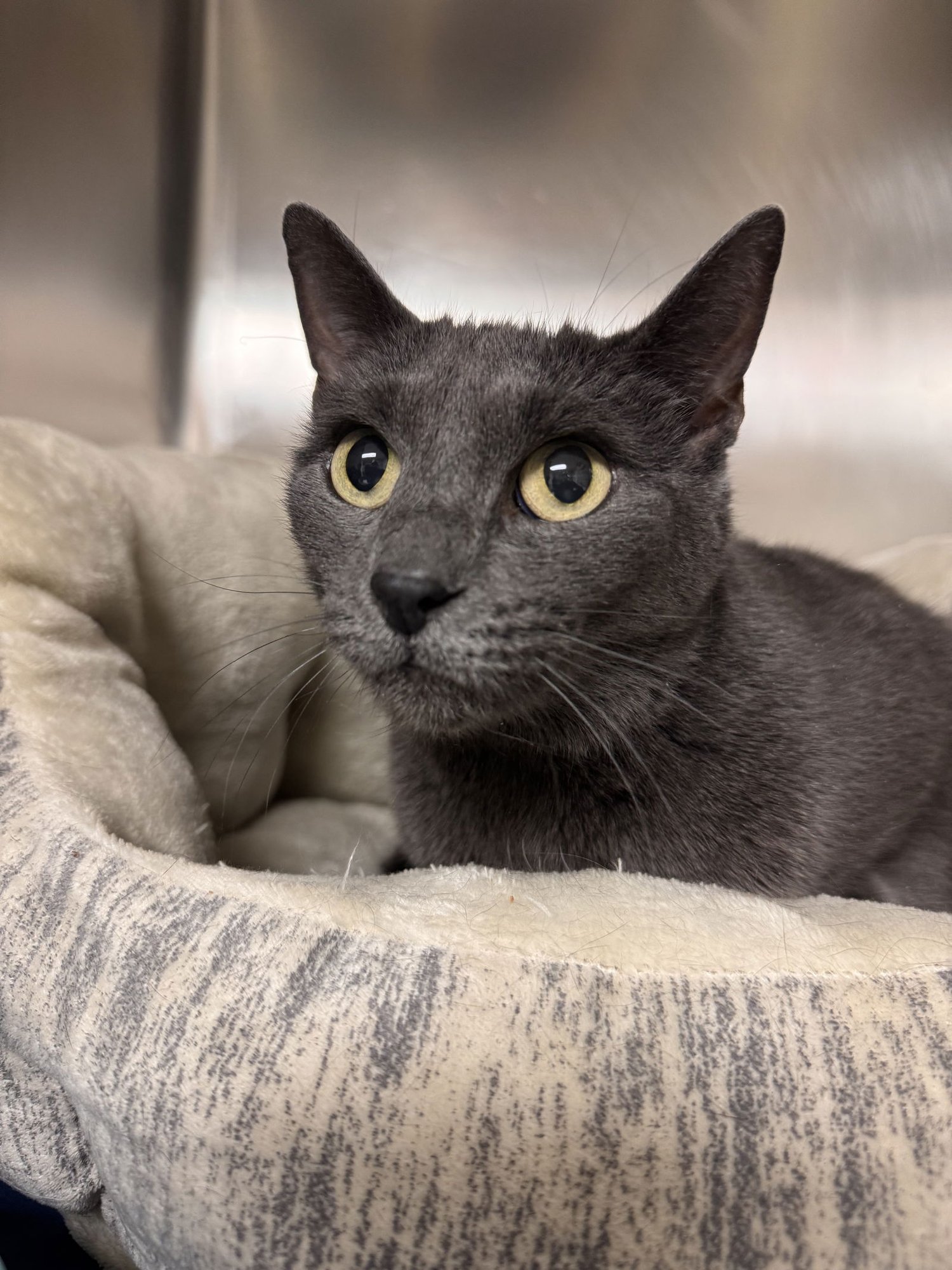 LITTLE CAT - Domestic Short Hair available for adoption