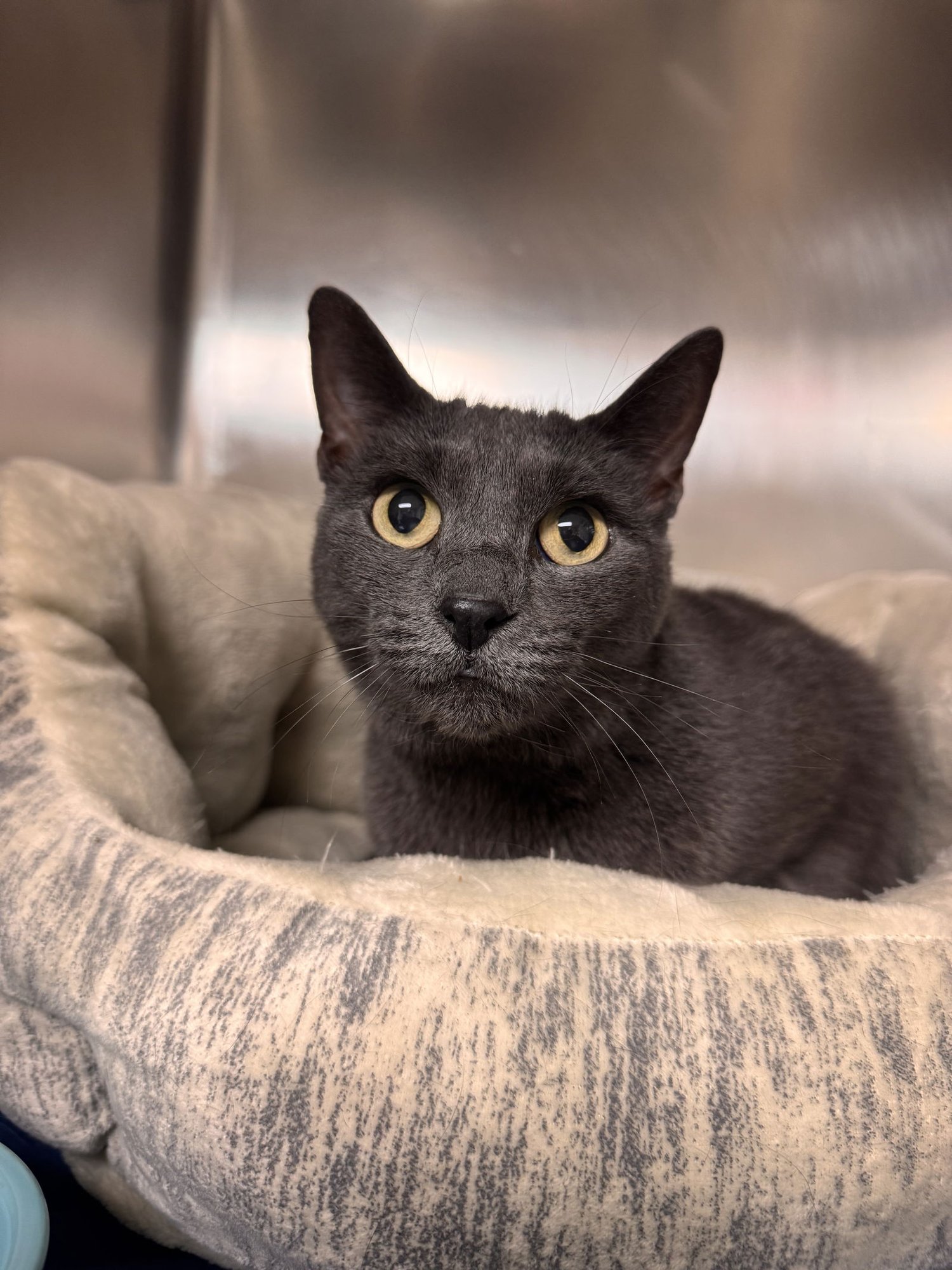 Little Cat - Photo 3