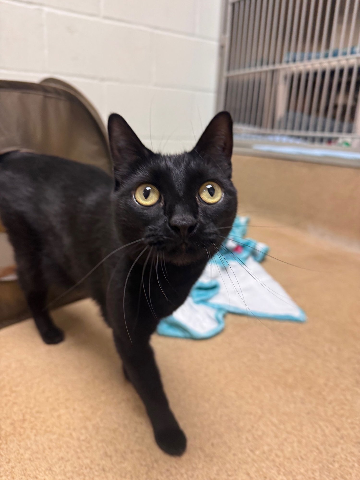 SUKI - *BONDED PAIR* - Domestic Short Hair available for adoption